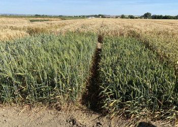 34.-Variedades-francesas-de-ciclo-largo