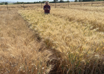 35.-Variedades-de-trigo-duro-maduras