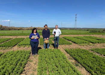 02.-Ensayos-de-lentejas