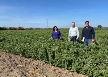 03.-Produccion-de-haboncillo-ARDILETA