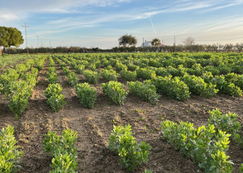 04.-Fenotipado-habas-BELIS