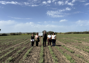 06.-BELIS-chickpea-trials