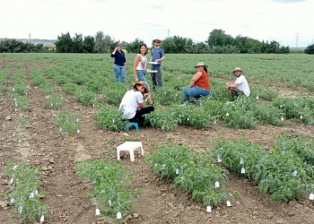07.-Etiquetando-plantas-de-garbanzo-en-Tejada