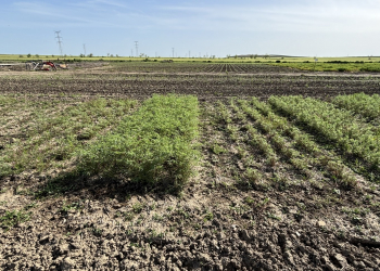 08.-Ascocyta-resistance-in-chickpea