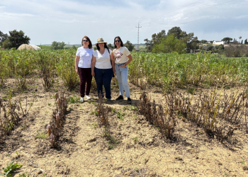 14.Test-de-jopo-en-habas