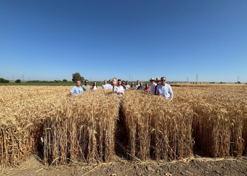 19.-Tecnicos-con-nuevos-triticales