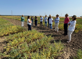 29.-Ensayos-de-garbanzos-en-junio