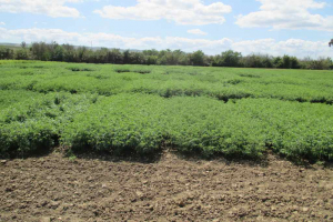 11.-Ensayo-garbanzos