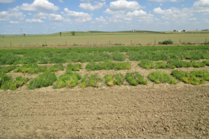 12.-Ensayos-leguminosas-con-jopo