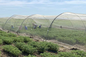 13.-Cruzamientos-e-garbanzo