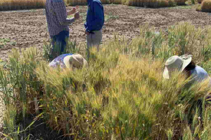 18.-Seleccionando-plantas-de-trigo-duro