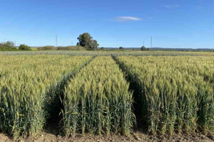 23.-Ensayos-de-trigo-