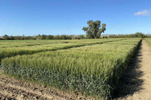 24.-Ensayos-en-Tejada