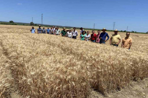 26.-Produccion-de-nueva-variedad-de-trigo-duro