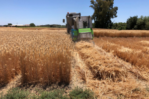 27.-Cosechando-triticale-para-registro