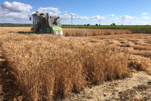 28.-Cosecha-de-trigo-duro