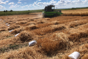 29.-Cosecha-de-prebases.