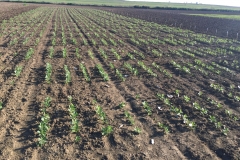 02.-Ensayos-de-habines