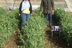 09.-Cruzamientos-en-guisante