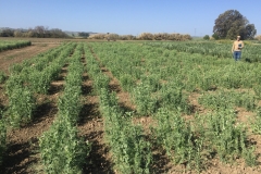 11.-Test-de-jopo-en-guisante