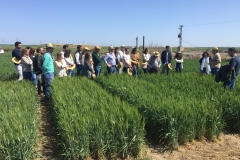 12.-Visita-estudiantes-ETSIA-Sevilla