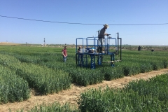 14.-Fenotipado-con-sensores