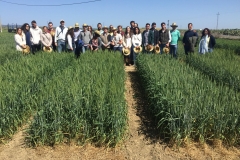 15.-Visita-a-ensayos-de-trigo-harinero