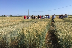 22.-Ensayos-de-triticale