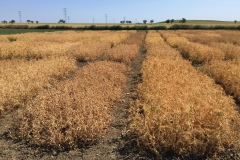 23.-Ensayos-de-guisante-maduros