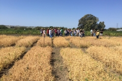 24.-Visita-a-ensayos-de-guisantes