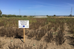 31.-Ensayos-de-EUCLEG-madurando