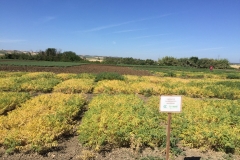 32.-Ensayos-de-garbanzo