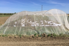 33.-Cosecha-en-jaulón-de-EUCLEG