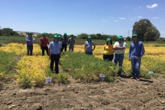 37.-Ensayos-de-garbanzo