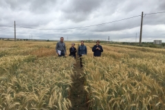 42.-Ensayos-de-triticale