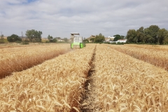 45.-Cosecha-en-Tejada