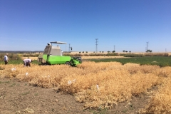 46.-Cosecha-de-guisantes