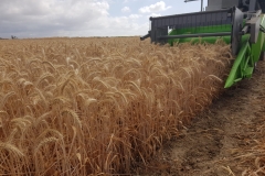 47.-Cosecha-de-triticale