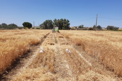 48.-Ensayos-cosechados