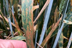 13. Septoria