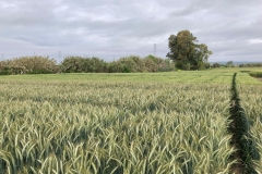 18. Prebase de triticale