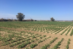 29. Ensayos de proyectos europeos EUCLEG y ProFaba