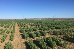 31. Ensayos del proyecto EUCLEG