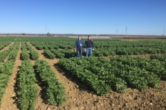 32.Toma de datos en ensayos de habas