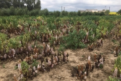 33. Test de jopo de EUCLEG y ProFaba