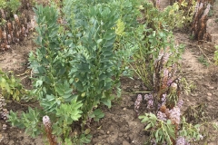 34. Variedad resistente y susceptible a jopo