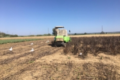 35. Cosecha de habas