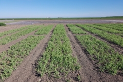 36. Ensayos de guisantes en  enero