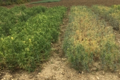 37. Variedad de guisante resistente a oídio (izq)