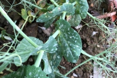 38. Oídio en guisante